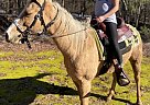 Palomino - Horse for Sale in Detroit, AL 35552 Palomino - Horse for Sale in Detroit, AL 35552