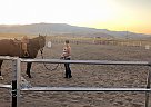 Rooster - Gelding in Livingston, MT Rooster - Gelding in Livingston, MT