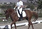 Lovely Dressage Mare Appaloosa Mare