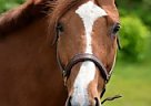FOR Lease- 10 yr old Chestnut Ge... Thoroughbred Gelding