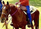 Quarter Horse - Horse for Sale in Cleveland, OK 74020 Quarter Horse - Horse for Sale in Cleveland, OK 74020