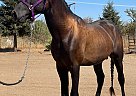 Andalusian - Horse for Sale in Merced, CA 95340