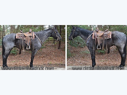 Blue Roan Trail Horse Deluxe