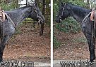 Quarter Horse - Horse for Sale in Troy, NC 27371 Quarter Horse - Horse for Sale in Troy, NC 27371