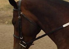Appaloosa (Appaloosa, Mare) in Emmett, ID