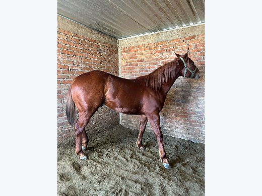 Dashing Vike/ Corona Cartel Colt