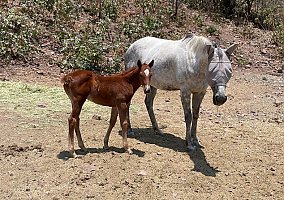 Quarter Horse (Quarter Horse, Stallion) in Greenwich, CT