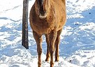 Dodger - Gelding in Bemidji, MN Dodger - Gelding in Bemidji, MN