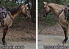 Quarter Horse - Horse for Sale in Troy, NC 27371