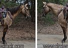 Quarter Horse - Horse for Sale in Troy, NC 27371 Quarter Horse - Horse for Sale in Troy, NC 27371