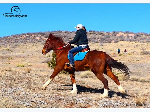 Dutch Warmblood Shire Cross