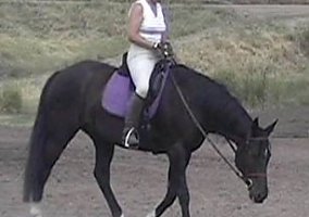 Thoroughbred (Thoroughbred, Stallion) in Emmett, ID
