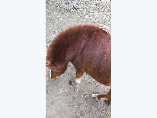 Gelding Pony