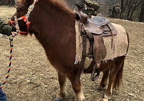 Shetland Pony (Shetland Pony, Gelding) in Fredonia, KS