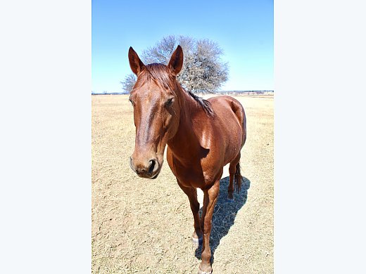 ♦️Gentle Mare♦️