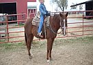 Quarter Horse - Horse for Sale in Eufaula, OK 