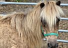 Miniature - Horse for Sale in Trenton, FL 32693