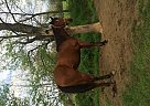 Quarter Horse - Horse for Sale in Grass Lake, MI 49240