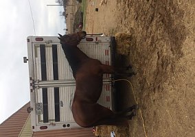 Quarter Horse (Quarter Horse, Mare) in Grass Lake, MI