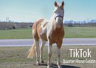 Quarter Horse - Horse for Sale in Monett, MO 65708 Quarter Horse - Horse for Sale in Monett, MO 65708