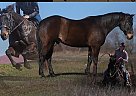 Quarter Horse - Horse for Sale in Bogard, MO 64622