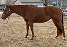 Remington - Mare in Bemidji, MN Remington - Mare in Bemidji, MN
