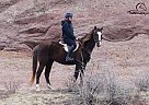 Rocky Mountain - Horse for Sale in Laporte, CO 80535