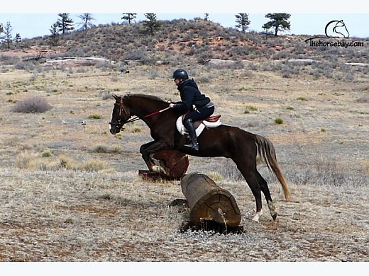 Rocky Mountain Trail Gelding