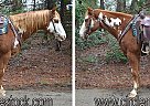 Paint - Horse for Sale in Troy, NC 27371