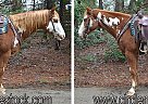Paint - Horse for Sale in Troy, NC 27371 Paint - Horse for Sale in Troy, NC 27371