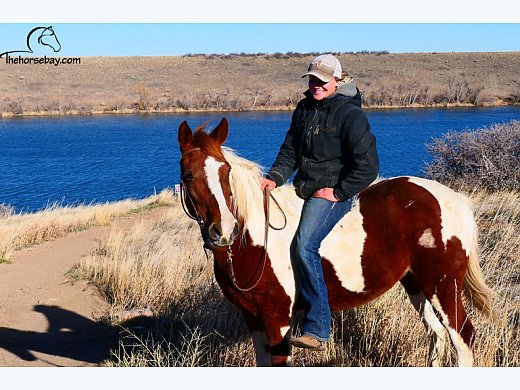 Spotted Saddle Cross Mare