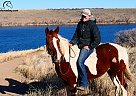 Spotted Saddle - Horse for Sale in Laporte, CO 80535