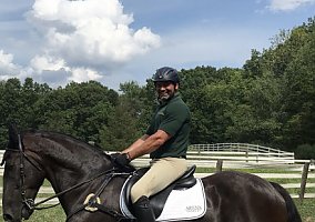 Draft - Horse for Sale in Putnam Lake, NY 12563 Draft - Horse for Sale in Putnam Lake, NY 12563