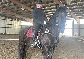 Draft (Percheron, Belgian, Clydesdale, Shire) (Draft (Percheron, Belgian, Clydesdale, Shire), Gelding) in Putnam Lake, NY