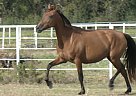 Andalusian - Horse for Sale in Roane, TX 75109 Andalusian - Horse for Sale in Roane, TX 75109