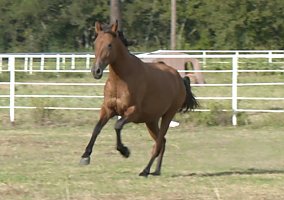Andalusian / PRE (Andalusian / PRE, Mare) in Roane, TX