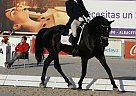 Prix St. George Mare Hanoverian Mare