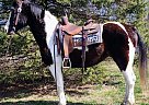 Paint - Horse for Sale in Xenia, OH 45385 Paint - Horse for Sale in Xenia, OH 45385