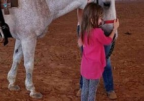 Quarter Horse (Quarter Horse, Gelding) in Lincolnton, NC