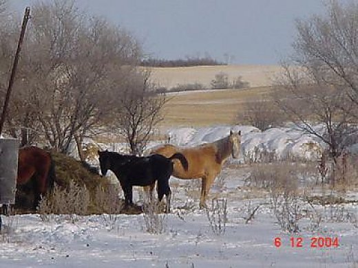 Beautiful Palamino Mare, Proven Producer