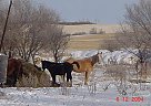 Quarter Horse - Horse for Sale in Senlac, SK S0L 2Y