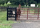 Tayo - Gelding in Salem, VA Tayo - Gelding in Salem, VA