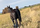 Flynn - Mare in Wheatland, WY Flynn - Mare in Wheatland, WY
