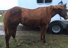 Quarter Horse (Quarter Horse, Mare) in Connersville, IN
