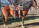 Quarter Horse - Horse for Sale in Xenia, OH 45385