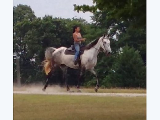Direct Grand Daughter WGC Coin's Hard Cash 17hh Grey Mare
