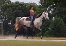 Tennessee Walking - Horse for Sale in Lincolnton, NC 28092