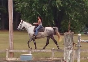 Tennessee Walking (Tennessee Walking, Mare) in Lincolnton, NC