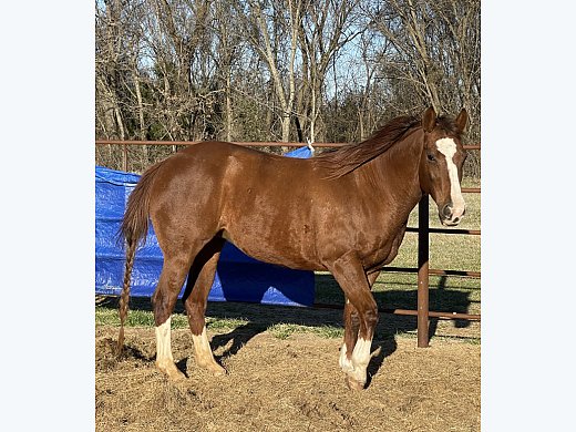 Great 2D Barrel Horse