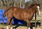 Quarter Horse - Horse for Sale in Burleson, TX 76028